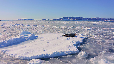 The St. Lawrence River in the Heart of the Boreal Winter-Gaspé©Cruises Saint Laurent.PNG