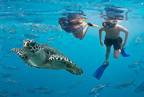 Von den Fidschi-Inseln nach Bali-turtle-snorkel_101196-56_TourismFiji.jpg