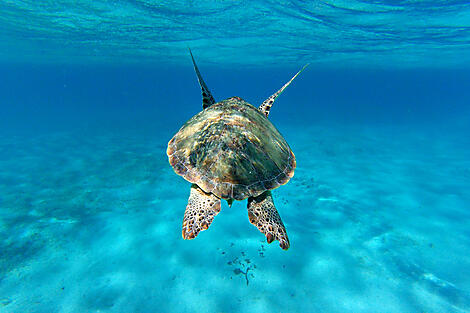 Belize and Honduras: Unexpected Encounters and Nature -Tortue Verte-Caraibes.jpg