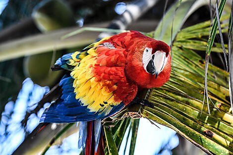 A Tropical Odyssey in Central America-N°2147-M261221_Cozumel-colon©StudioPONANT-Margot Sib.jpg
