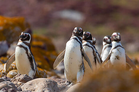 Les canaux chiliens Patagonie-Img-carousel-3.jpg