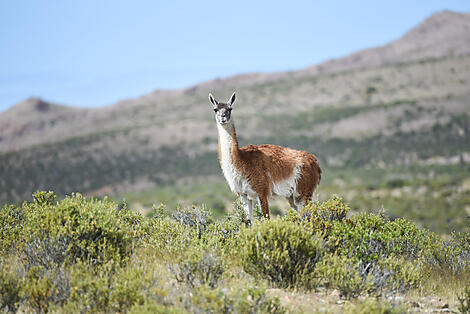 Wild Nature between Argentina and the Falkland Islands-N-2124_Y191117_Camarones©StudioPONANT-Margot-Sib.jpg
