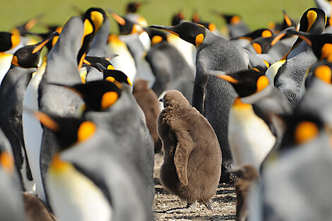 Wilde Natur zwischen Argentinien und den Falklandinseln-No-2110_A180213_Volunteer-Point©StudioPONANT-Nathalie Michel.JPG