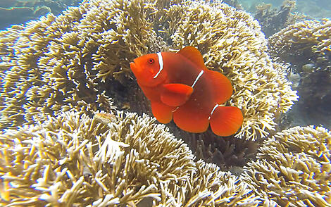 Cruise Magical Encounters in the Solomon Islands & Micronesia from