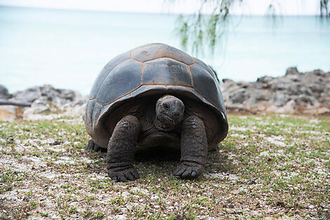 Zanzibar, Aldabra et trésors de l’océan Indien-N-1101_R291118_Aldabra-Island_Tortue_StudioPonant-CharlotteOrtholary-retouchée.jpg