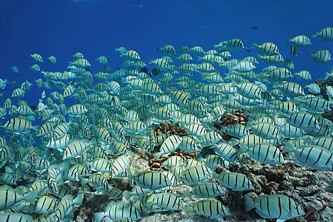 Makatea, îles Tuamotu