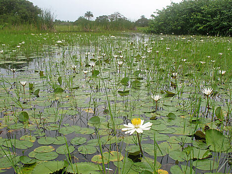 Insel Orango, Bissagos