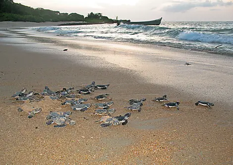 Joao Vieira Island, Bijagos