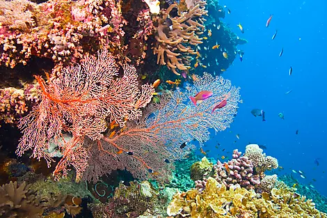 Hidden Treasures of New Caledonia-iStock_000008161979Large.jpg