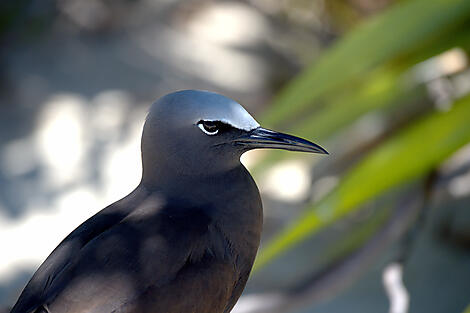 Trésors cachés de Nouvelle-Calédonie-Noddy bird-Ile Kouare Nouvelle Caledonie©Studio Ponant-Nath michel_.jpg