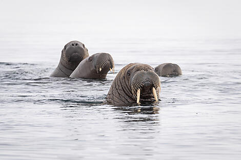 In the ice of the Arctic, from Greenland to Svalbard-N°0296_O150622_Longyearbyen-Longyearbyen©StudioPONANT_Morgane Monneret.jpg