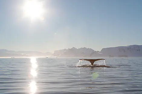 In the ice of the Arctic, from Greenland to Svalbard-N-2840_Y110218_Cuverville_StudioPONANT-Margot.Sib.jpg