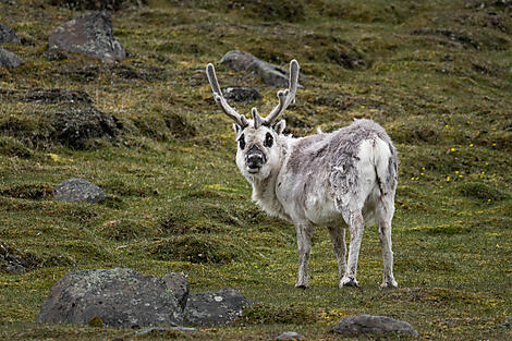 Im arktischen Eis von Grönland nach Spitzbergen-O280622_Longyearbyen-Longyearbyen©StudioPONANT-Morgane Monneret302.jpg