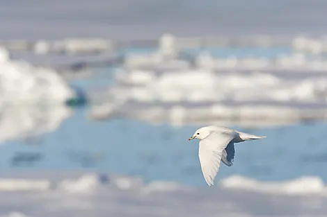 Transarktisches Abenteuer, die Überquerung des Nordpols-AdobeStock_440064600.jpeg