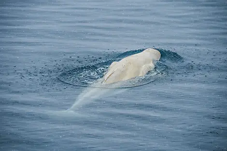 Sailing in Beaufort Sea