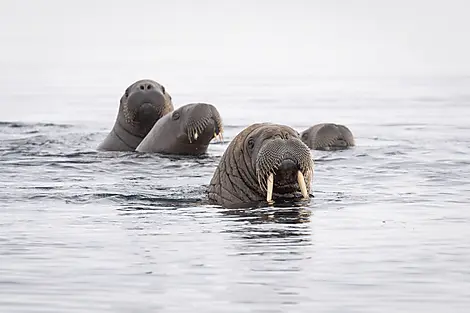 Transarctic, the Quest for the Two North Poles-N°0296_O150622_Longyearbyen-Longyearbyen©StudioPONANT_Morgane Monneret.jpg