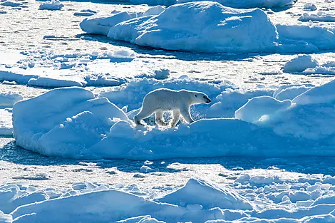 Transarctic, the quest for the two North Poles-No-2294_CR26_B170822_Longyearbyen_Longyearbyen©StudioPONANT_MorganeLANCO.jpg