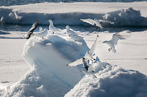 Disko Bay: Meeting the Inuit & Discovering the Unknown-N°0346_O030622_Reykjavik-Longyearbyen©StudioPONANT_Morgane Monneret.jpg