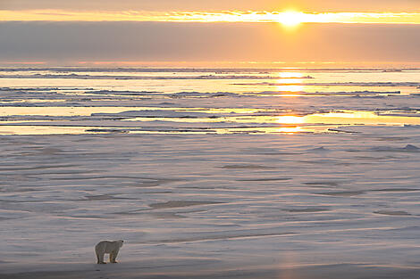 Le pôle Nord géographique-66_Ours-couche-de-soleil-banquise_CDT-Charcot©StudioPONANT-Olivier Blaud.jpg