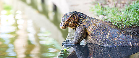 Odyssée tropicale indonésienne-AdobeStock_65725897.JPEG