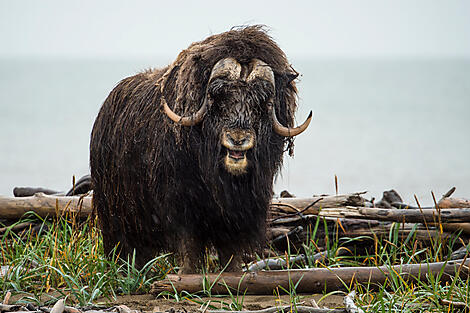 Les secrets de la mer de Baffin-014_B230817_Herschel-Island©StudioPONANT-O.Blaud.jpg