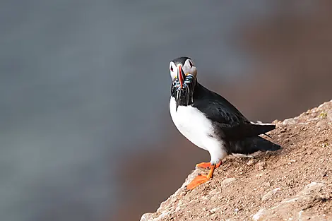 Mosaïque islandaise-No-2438_E270720_GRIMSEY©StudioPONANT-VioletteVauchelle.jpg