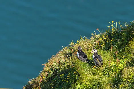 Islands Mosaiklandschaften-No-2137_A130716_Heimaey©StudioPONANT-Laurence Fischer.jpg