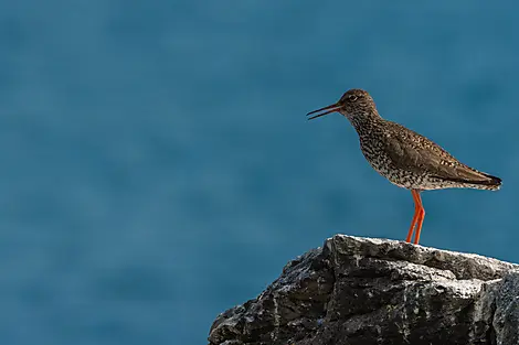 Mosaïque islandaise-No-1334_A200716_Isafjordur©StudioPONANT-Laurence Fischer.jpg