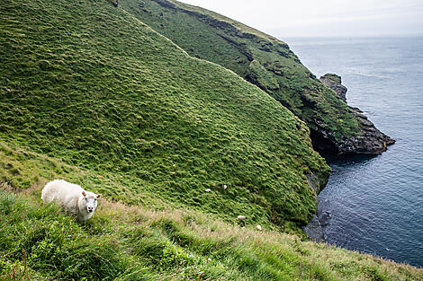 Mosaïque islandaise-N_0339_B290719_Heimaey_Mouton©StudioPonant_MorganeMonneret.jpg