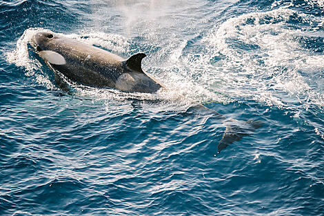 Beethoven's Icelandic Symphony: A Musical Voyage-JU-0276-2_O140322_Ushuaia-Ushuai_The-Weddell-Sea©PONANT-Julien Fabro.jpg