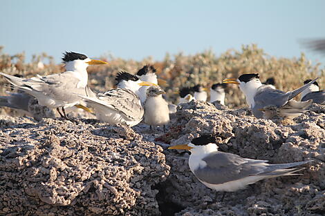 Australia’s West Coast Odyssey-Abrolhos Islands Marine Park - Birds © Jamie Van Jones.JPG