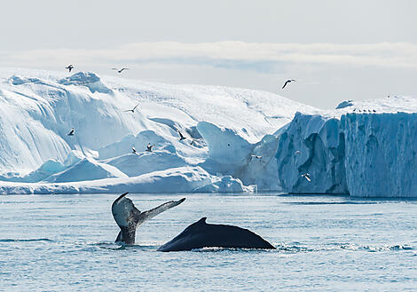 Nordwestpassage-Best of-10587_260719_Kangerlussuaq-Kangerlussuaq©StudioPONANT-Laurence Fischer.jpg