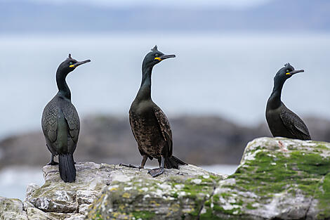 Shetland, Orkney und Hebriden-AdobeStock_475192105.jpeg