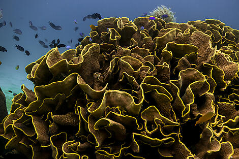Raja Ampat and the Spice Islands-__2N4A5620-2_R091122_Divers_Indonesie_ ©PONANT-Julien-Fabro.jpg