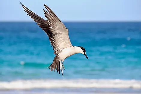 Farquhar Atoll