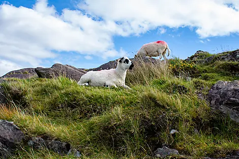 Natural and cultural discoveries in Celtic lands-iStock-1477243685.jpg