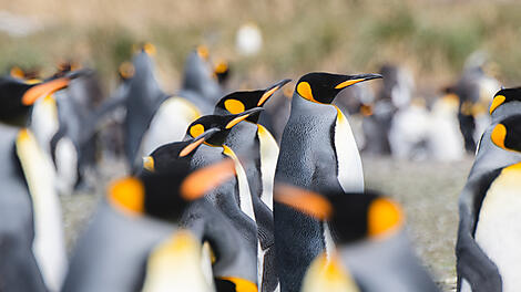 Antarktis, Falklandinseln & Südgeorgien -N-200368_A151119_Ushuaia-Ushuaia©StudioPonant-Clement Louineau.jpg
