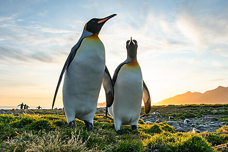 Antarktis, Falklandinseln & Südgeorgien -No-2323_S030220_Ushuaia-Ushuaia©StudioPonant-Olivier Blaud.jpg