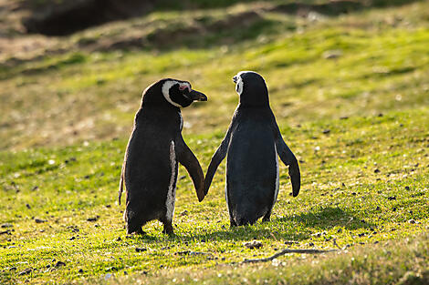 Antarktis, Falklandinseln & Südgeorgien -No-2024_S030220_Ushuaia-Ushuaia©StudioPonant-Olivier Blaud.jpg
