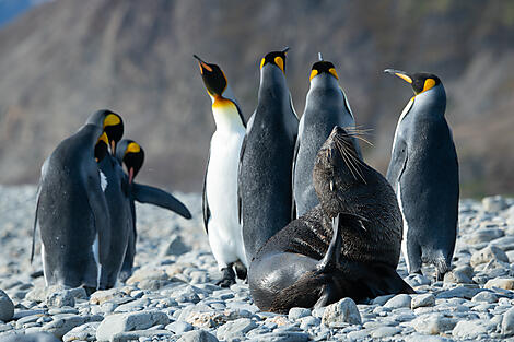 Antarktis, Falklandinseln & Südgeorgien -No-2186_S030220_Ushuaia-Ushuaia©StudioPonant-Olivier Blaud.jpg