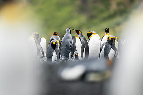Neuseelands wilde subantarktische Inseln-N0094- R020220 ® Studio Ponant-Adrian Freyermuth_.jpg