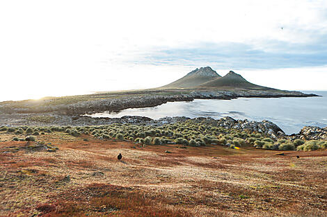 Falkland & péninsule Valdès : au cœur du monde sauvage-N-2010_Y030318_Steeple-Jason-Island_Cierva-Cove©StudioPONANT-Margot-Sib.jpg