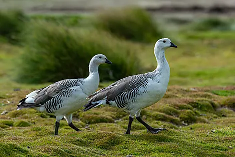 Journey to Austral Lands and Valdes Peninsula-10-B141219_Grave-Cove©StudioPONANT-Laurence-FISCHER.jpg