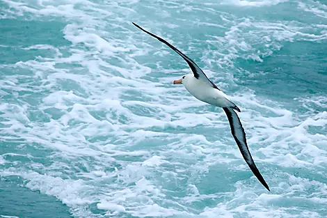 Journey to Austral Lands and Valdes Peninsula-15Dec15h39m40s_Drake Passage©PONANT-MLouagie_MKL_0065.jpg