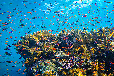 Madagaskar und die Seychellen: Naturschätze des Indischen Ozeans – mit Smithsonian Journeys-62-Seychelle-Astove©Servane Roy Berton -StudioPonant.jpg