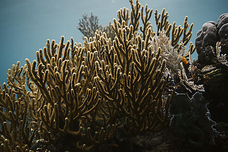 Madagaskar und die Seychellen: Naturschätze des Indischen Ozeans – mit Smithsonian Journeys-__2N4A5450_R091122_Divers_Indonesie_ ©PONANT-Julien-Fabro.jpg