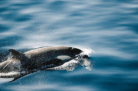 Côte est inexplorée de l’Antarctique et terres australes françaises-JU-1532_O140322_Ushuaia-Ushuai_The-Weddell-Sea©PONANT-Julien Fabro.JPEG