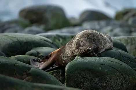 Côte inexplorée de l’Est Antarctique et Terre Australes françaises-No-2026©StudioPONANT-OlivierBLAUD.JPEG