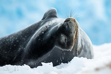 Côte est inexplorée de l’Antarctique et terres australes françaises-No-2059_A230223_BEST-OF©StudioPonant-OlivierBLAUD.JPEG