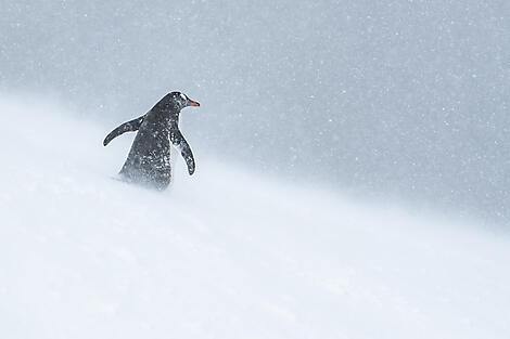 Halbumrundung Antarktis – die unerforschte Ostküste-No-2235©StudioPonant-OlivierBlaud.JPEG